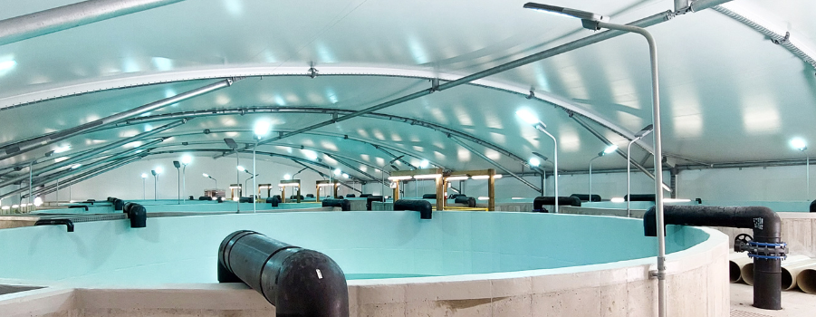 NIWA Kingfish recirculation project mckay